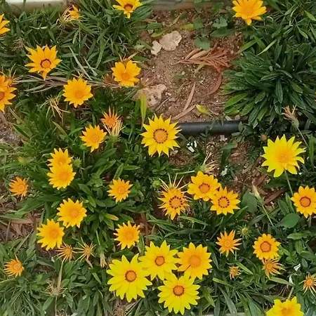 Vila Das Flores - Flowers * Quarteira